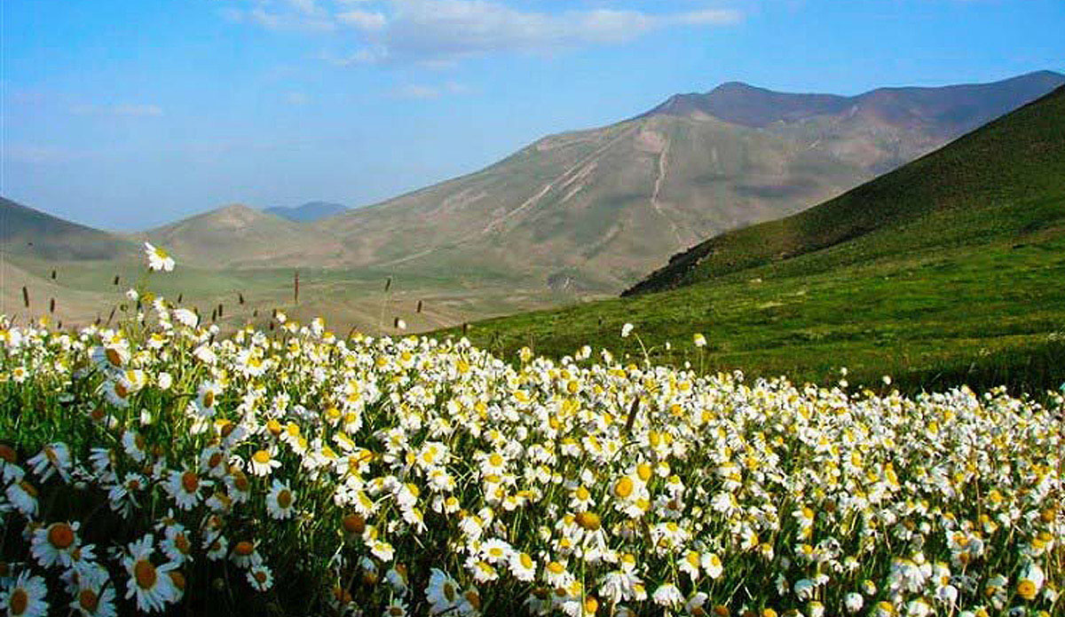 آذرگشت گلهای سهند